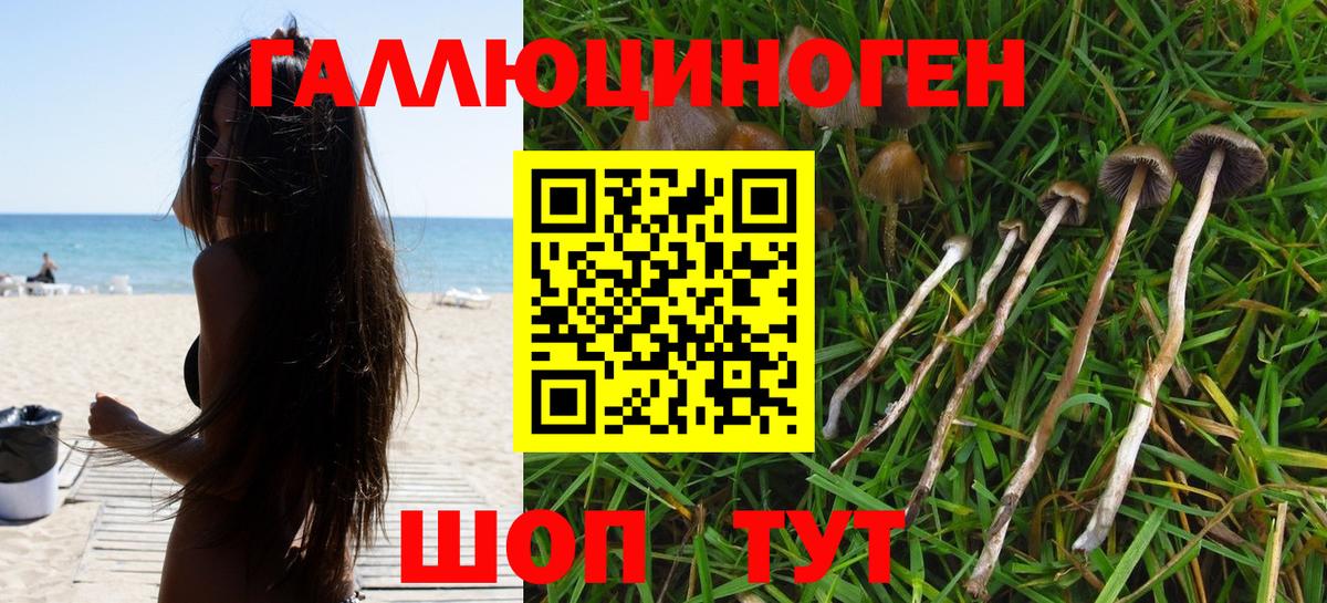 Курчалой  Галлюциногенные грибы Magic Shrooms  Вход с VPN 